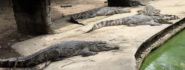 タイのクロコダイル養殖事情｜高級レザー財布のコスト・手間・育成の裏側を徹底解説