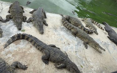 【第36回】タイにおけるワニの“強さ”と“悪”の両面性