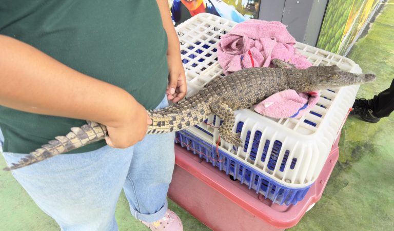 タイのクロコダイル