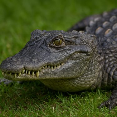 クロコダイル・アリゲーター・カイマン・牛革（型押し）の違いと見分け方