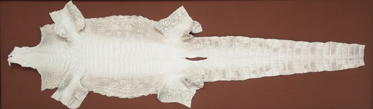 同じ「クロコダイル財布」でも、価値は10倍違う！？