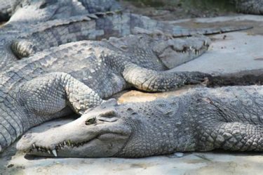 【第45回】仏教行事とクロコダイル像（チャルームクラ王時代の寺院を中心に）